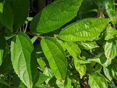 Trema orientale
