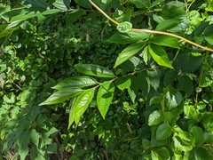 Trema orientale