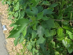 Broussonetia papyrifera