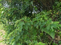 Broussonetia papyrifera