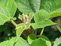Broussonetia papyrifera