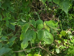 Broussonetia papyrifera