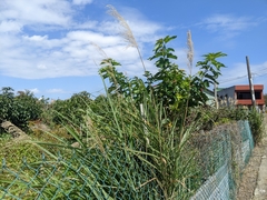 Miscanthus sinensis