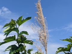 Miscanthus sinensis