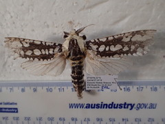 Endoxyla decoratus