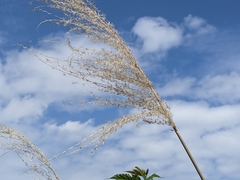 Miscanthus sinensis