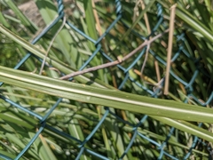 Miscanthus sinensis