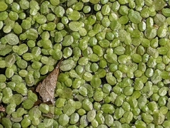 Lemna aequinoctialis