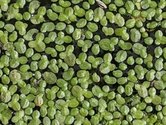 Lemna aequinoctialis