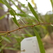 Acacia leprosa graveolens - Photo (c) Wayne Martin, some rights reserved (CC BY-NC), uploaded by Wayne Martin