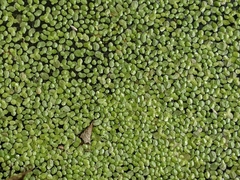 Lemna aequinoctialis