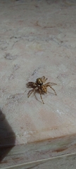 Menemerus