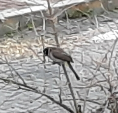 Pycnonotus xanthopygos