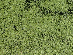 Lemna aequinoctialis