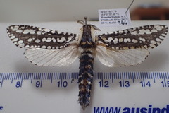 Endoxyla decoratus