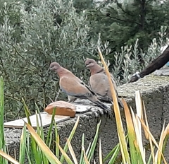 Streptopelia senegalensis