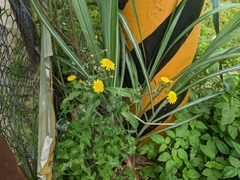 Sonchus oleraceus