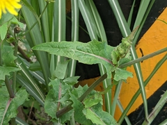 Sonchus oleraceus