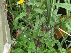 Sonchus oleraceus