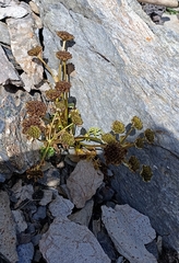 Hymenolaena candollei