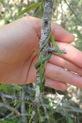 Metastelma barbigerum