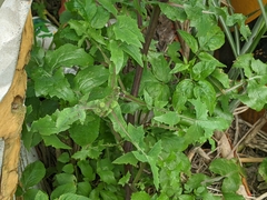 Sonchus oleraceus