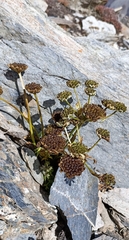 Hymenolaena candollei
