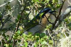 Telophorus olivaceus