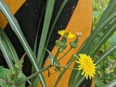 Sonchus oleraceus
