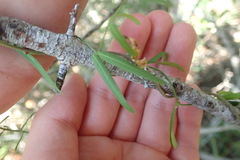 Metastelma barbigerum