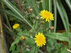 Sonchus oleraceus