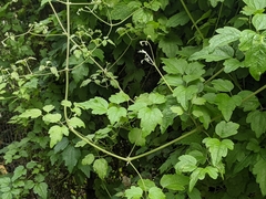 Clematis grata
