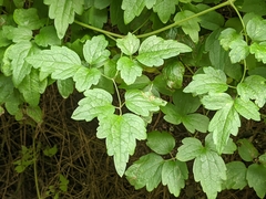 Clematis grata