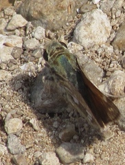 Hesperia viridis