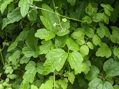 Clematis grata