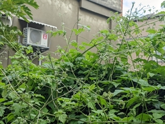 Clematis grata