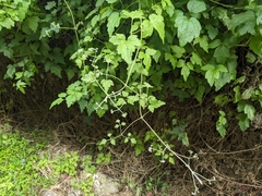 Clematis grata