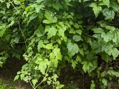 Clematis grata
