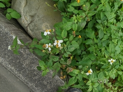 Bidens alba