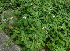 Bidens alba