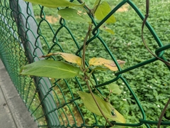 Paederia foetida