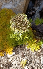 Hymenidium brunonis