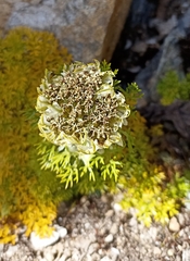 Hymenidium brunonis
