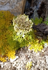 Hymenidium brunonis
