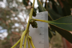 Eucalyptus globulus bicostata