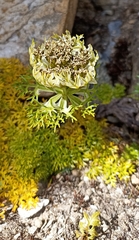 Hymenidium brunonis