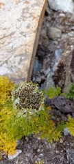 Hymenidium brunonis