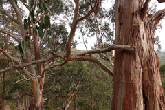 Eucalyptus globulus bicostata