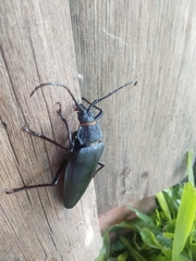 Coleoptera