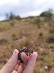 Pachydactylus mariquensis